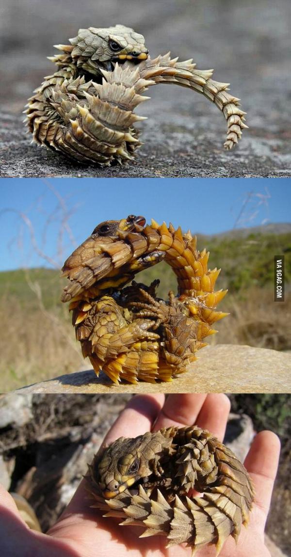 9GAG's tweet photo. Armadillo Girdled Lizard http://t.co/WCpoxc55Tt http://t.co/CIkwltCnzy