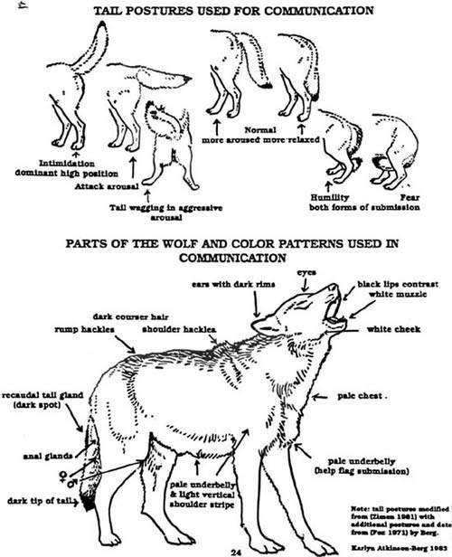 Wolf Pack Hierarchy Chart