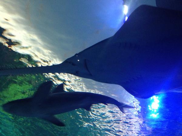 Shawn_2's tweet photo. Sharks http://t.co/YEjxT85jTo