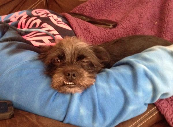 TimeHealthJoy's tweet photo. LOL... Sleepy #Puppy :-) http://t.co/w97Hvrgf3Y