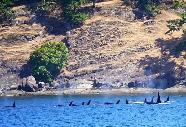 jeffrey_ventre's tweet photo. Funny, @SeaWorld say's 23% of #SRKW have collapsed fins. I saw all 79 #Blackfish last week &amp; the real # is ZERO >>>> http://t.co/ZL7Eud3dWA