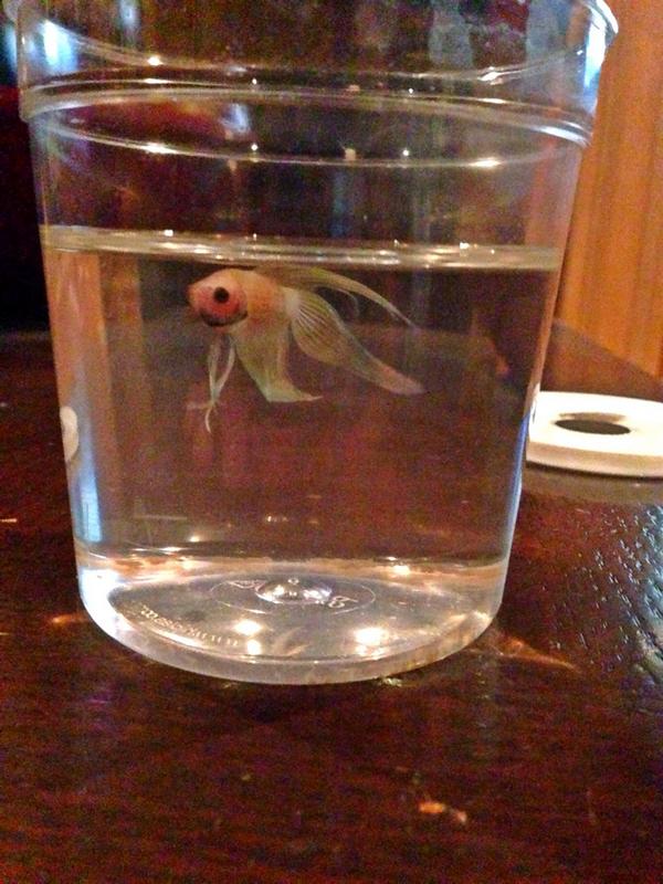 jgoff_junior's tweet photo. S/O to the Beta Babes for my awesome new friend Eugene the Beta fish!! 🐟 #fishy http://t.co/c7EjPMpmwS