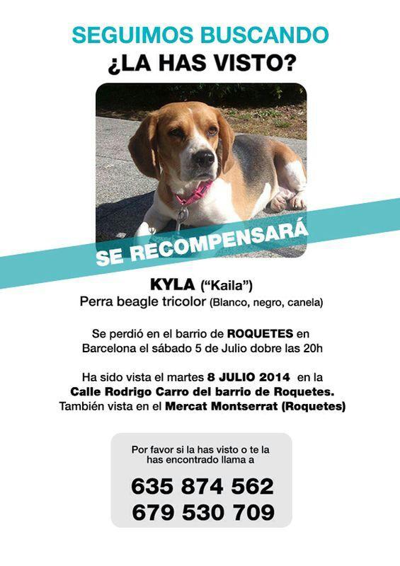 amil_es's tweet photo. Hola! @Berto_Romero me das un 
RT? Estamos buscando a esta 
perrita perdida en Barcelona. 
¡Gracias! http://t.co/KSS9b7QLgd