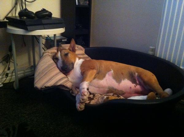 TSearle1986's tweet image. Hope my Ruby gets threw today and can come home tomorrow 🙏🙏🙏🙏🙏🙏 #prayforRuby