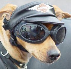 ZOPublications's tweet photo. Join the bike ride for the SPCA in #Richards Bay http://t.co/MVsvSv8YF1 @MmMoorcroft http://t.co/BktgMqNUu2