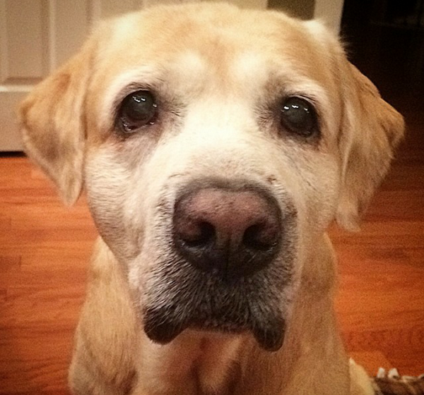 HunterYellowLab's tweet photo. You would really say no to my puppy eyes? http://t.co/A2kfc91Ra4