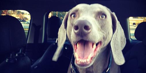 MINIUSA's tweet photo. For this #PhotoChallenge, show off your #CoPilotPets! <== Use this hashtag to submit. Details: http://t.co/tyqdQBoyHA http://t.co/09H9v65Pyw