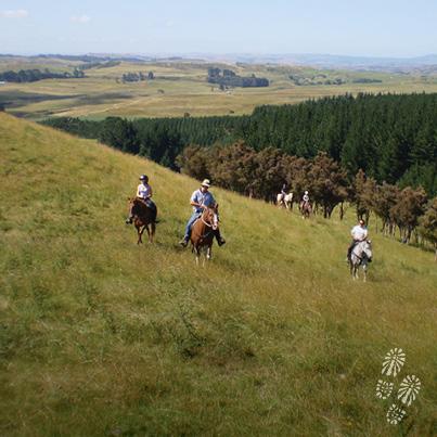 capecampbell's tweet photo. Doesn’t this look amazing! Come along bring your horse we’d love to host you both! http://t.co/2nc9uIF4t9