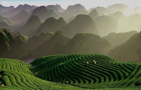 Gabriele_Corno's tweet photo. Tea Fields in Zhejiang #China http://t.co/WCeqMClSUN