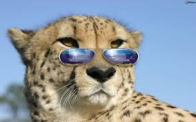 DogCollarsK3's tweet photo. Hace sol amigos... http://t.co/qtZ3DHAvhl
