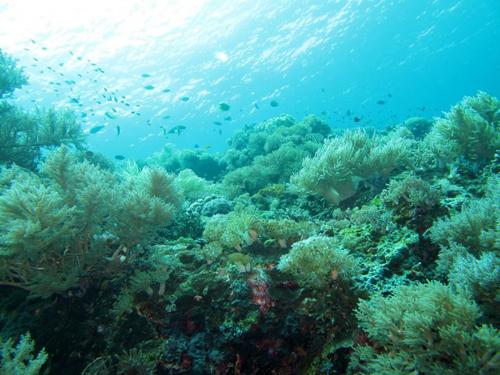 BugisMksrTrip's tweet photo. Beatiful Coral at Pulau Kambing #TanjungBira #Bulukumba #SulawesiSelatan http://t.co/fxnbO7to0u