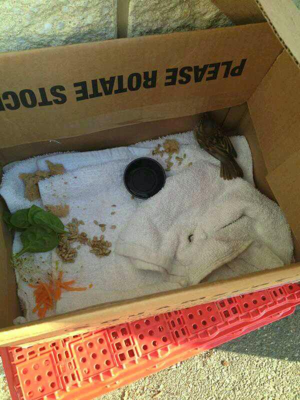 When were not serving up fresh sandwiches and hot pizza, are staff does rescue injured birds from time to time!