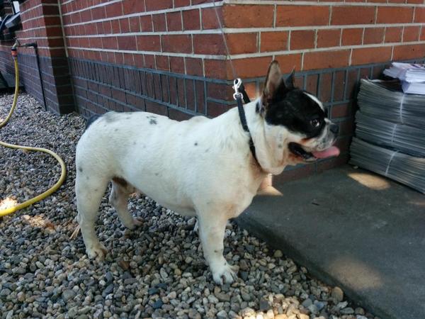 #gevonden #hond #zeist van wie is deze hond? Liep in zeist over bergweg?