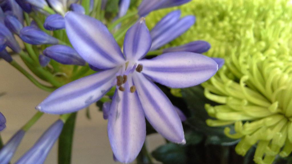 Blossoms Flowers & G on Twitter New Stock Fresh in This