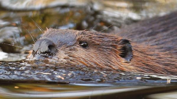 MacMatheson's tweet photo. “@CBCNews: Beavers do landscaping for Alberta family http://t.co/zVbQb8cySY http://t.co/D1KKQDEUHx” @kowboymh @MosherJay