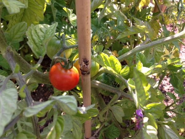 WWT Food Champions tweet media