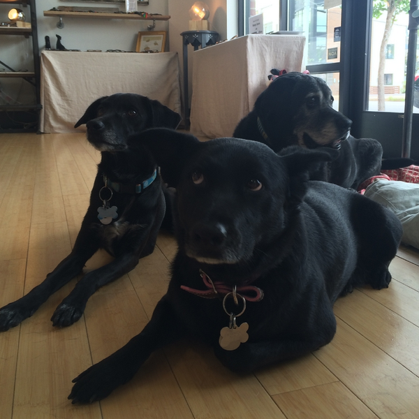 We're in a magazine? Read about us in Tails from the Office!!! #eyecarebusiness #petsatwork ow.ly/ztnst