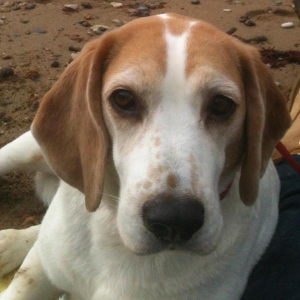 marley_beagle's tweet photo. Dad I just want a small bite of your sandwich look how cute I can make myself http://t.co/S6YuMl9rqx