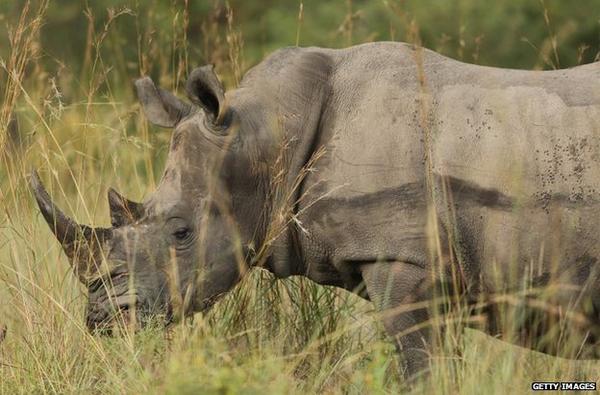 South African rhino poacher sentenced to 77 years in prison bbc.in/1paMkeY