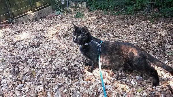 crumbcat1's tweet photo. Today I went out for 1st time. Can't say im that impressed. No flying things came to say hello! http://t.co/3raH0SfWfj