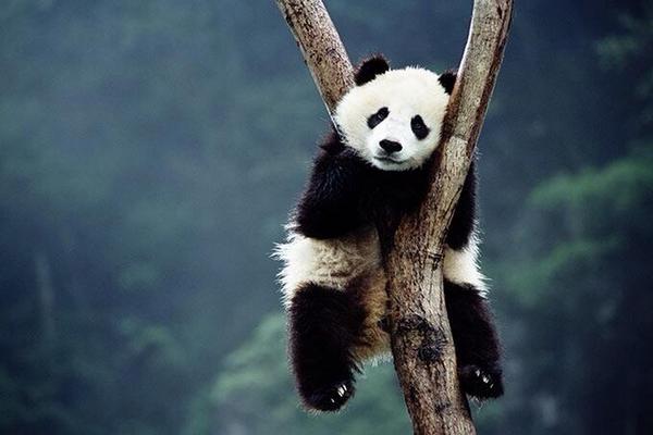 JoshProvan's tweet photo. Ah the days when the most important thing is the view... & how to get down. Chilled Panda. #Panda #PandaPics http://t.co/youNb0qPql