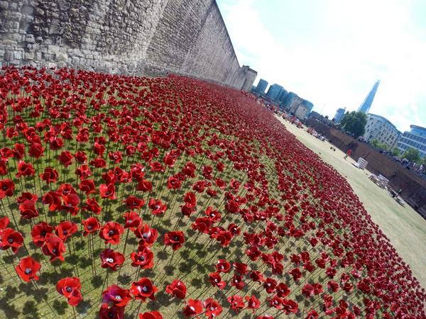 HRP_palaces's tweet photo. The #TowerPoppies are growing at speed thanks to our wonderful volunteers. http://t.co/8uPsNA1axa