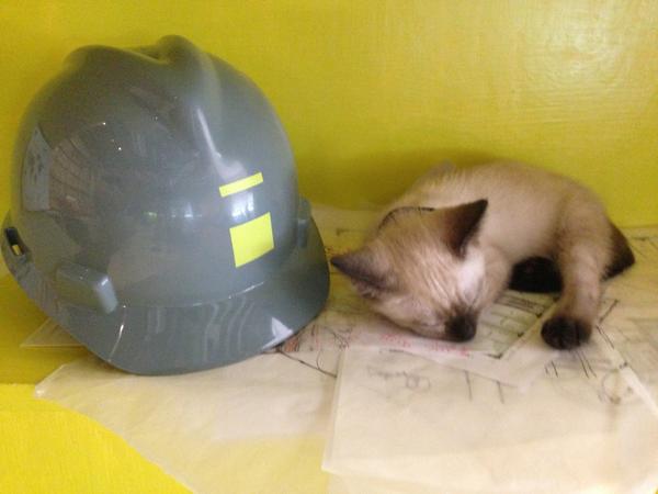 fitz_arch's tweet image. Gibby the new shop kitty is all tuckered out!