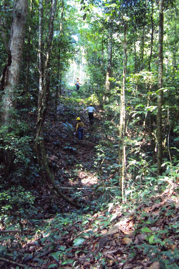 Ideflor disponibiliza diretriz e manual de demarcação para concessão florestal
ideflor.pa.gov.br/post_noticia.p…