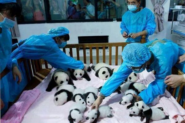 mestreeeee's tweet photo. Toda la #PandaFam xD @PandaFunkMex http://t.co/ZMPZruFoLS