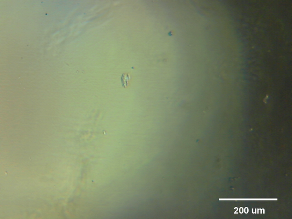 @mleblanclatour 3T3 fibroblasts in cell culture. 23:6 #RPPA #raspberrypi