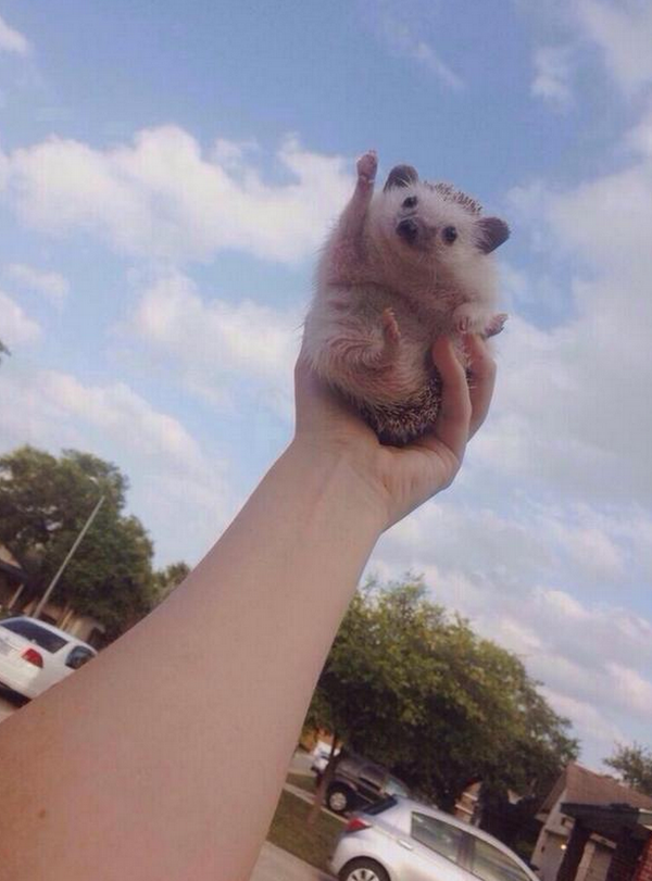 StumblerTop's tweet photo. this hedgehog is cheering 4 u bc u can do anything http://t.co/9adoypBhG4
