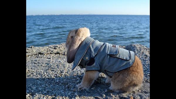 artfullyawear's tweet image. Outfit of the day #rabbitstyle @doro @mmg