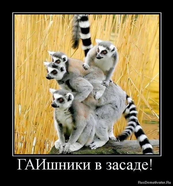 softdb tweet picture