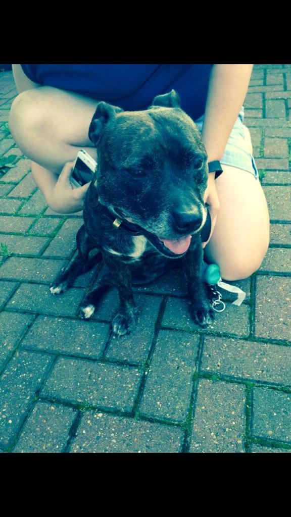 Anyone lost a dog up point way westerland ave??