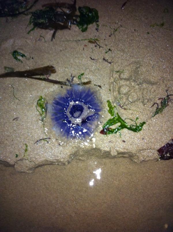 jacobjolly3's tweet image. See some jellyfish at th beach with my sexy Kathryn @xkathryn_x 😃😘xx