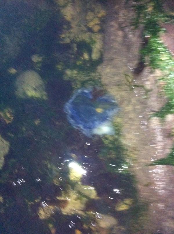 jacobjolly3's tweet image. See some jellyfish at th beach with my sexy Kathryn @xkathryn_x 😃😘xx