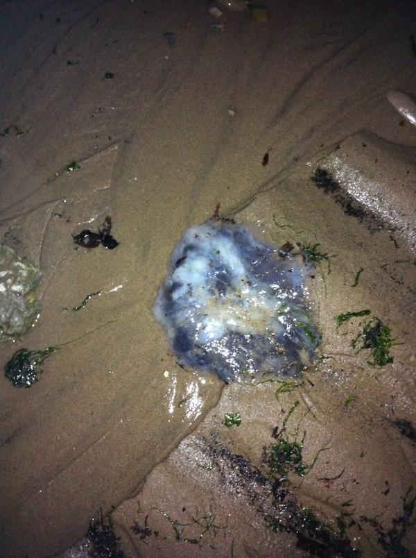 jacobjolly3's tweet image. See some jellyfish at th beach with my sexy Kathryn @xkathryn_x 😃😘xx