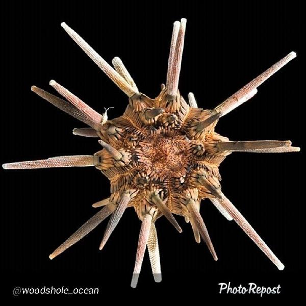On Instagram? waamsi just posted a photo and tagged #OceanAcidification