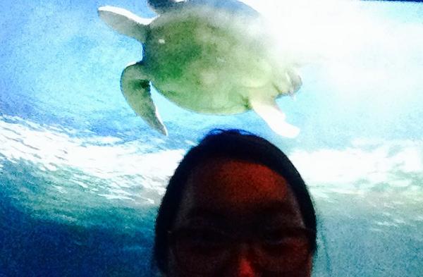 zoena's tweet photo. #AfterHours turtle time ���� http://t.co/7XkbvoMd8e