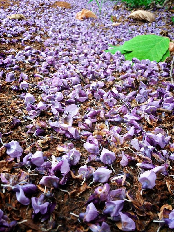 갈화(칠꽃)~!

심술궂은 비바람에 애꿎은 꽃만 떨어졌네요~ㅠㅜ