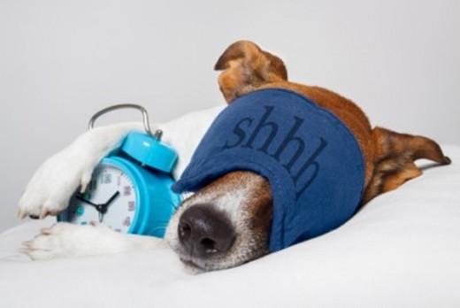 WeLoveDogsFans's tweet photo. DO YOU KNOW how long do #dogs sleep on average? http://t.co/FNBbtZQA0m