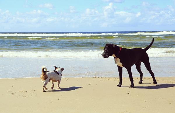 HelloNaniya's tweet photo. 호주 바이런베이의 DOG BEACH 사람들이 사용하는 메인비치 옆에 해변 끝자락은 반려견들과 사람들이 함께 뛰놀수 있는 해변이에요. #Australia #ByronBay #5Dmark3 #DOGBEACH http://t.co/IAb5LlyXBY