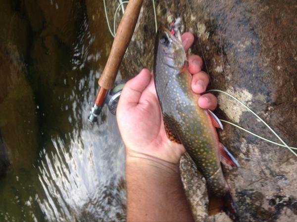 Venator_Outdoor's tweet photo. #fishing #trout. Awesome summer with the native brook trout ! http://t.co/JYvEo1oDAO