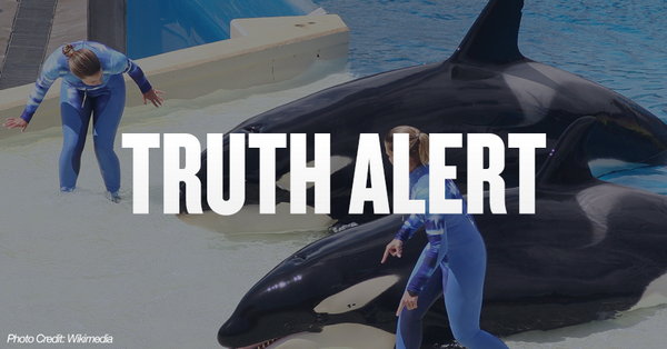 1AwesomeOcean's tweet image. Insider: Blackfish exploitive, agenda driven. An insider calls #blackfish activist propaganda bit.ly/1ni257s