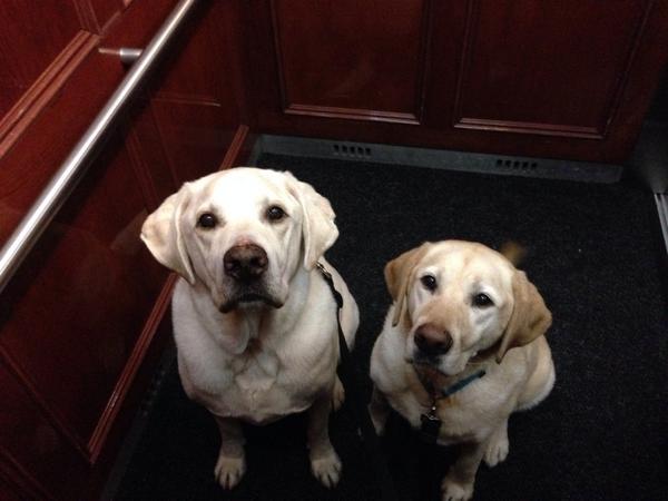 BamaBelleCHS's tweet image. Love visiting #sec country and love coming home to my #alabamadogs - Bear &amp;amp; Bryant. 22 days til @SECNetwork