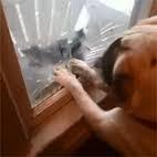 HomeProtectionc's tweet image. La mayoría de accidentes se pueden prevenir láminas seguridad para ventanas de casa y oficina Info@homeprotection.cl