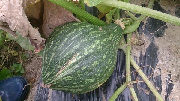 Uživatel まごころ栽培農園直売所 na Twitteru: u201eカボチャ類の販売 