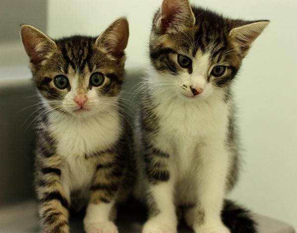 Want to hang out with guys like these little ones today? Come to our #London #KittenShower ow.ly/zr6M9