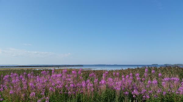 DiscGolfDummies's tweet image. Not sure about my game but the views are amazing in #Meri-Toppila #frisbeegolf #foreotr #discgolf