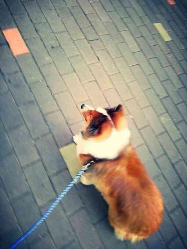 animaltalkbot's tweet image. 으앙 뉴(ㅈ)뉴.. 팔로워가 4848명이나 됬는데! 요새 계속 뜸해지고 있어서 안돼겠어. 정보 기다렸다면 미안해! 휴(ㅈ)휴. 덕질할 것들을 잔뜩 모아뒀다가, 초심으로 돌아가는 기간을 가진 후 돌아올게! 안녕!